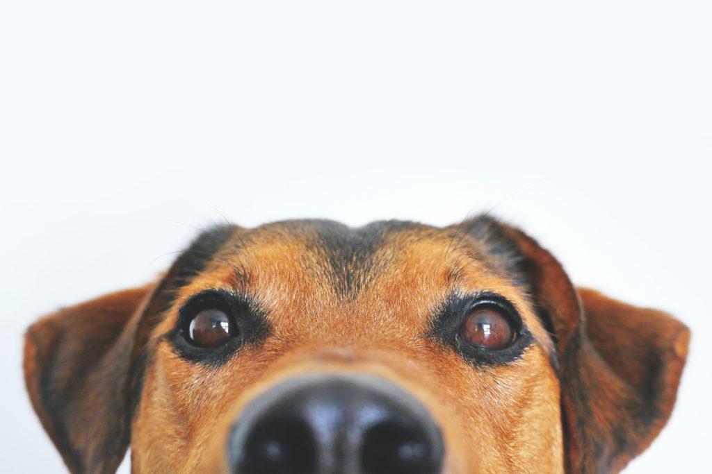 dog, include your furry friends in drills
