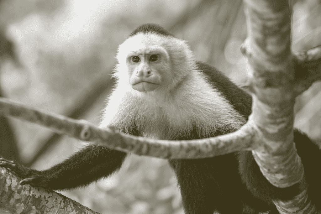 pet monkey that wants to survive the heat wave