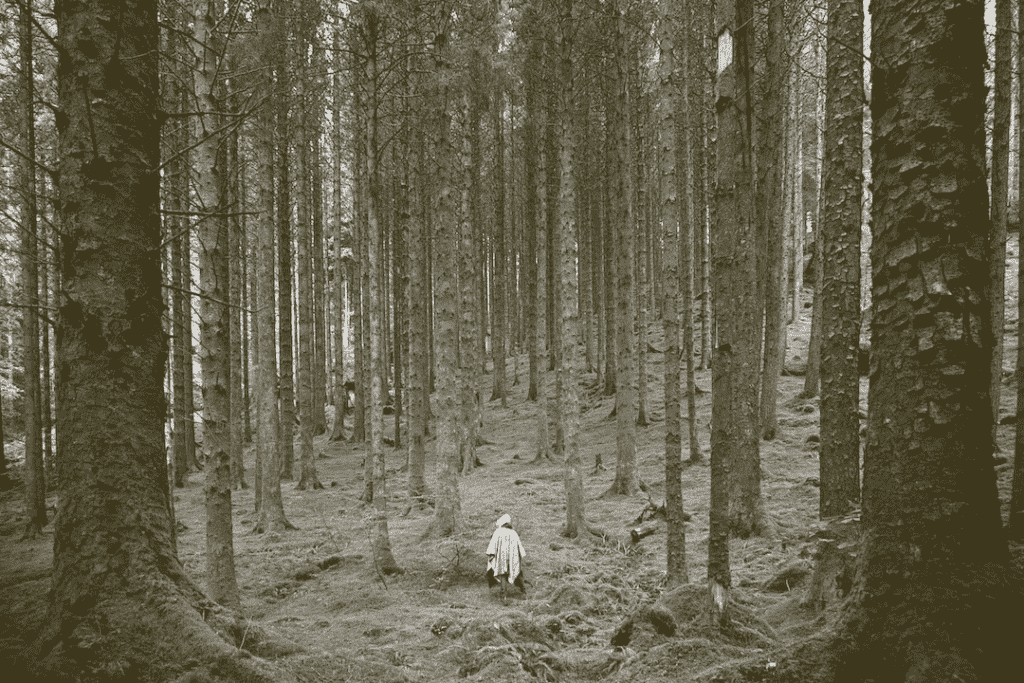 wildfire preparation: Person in a forest 