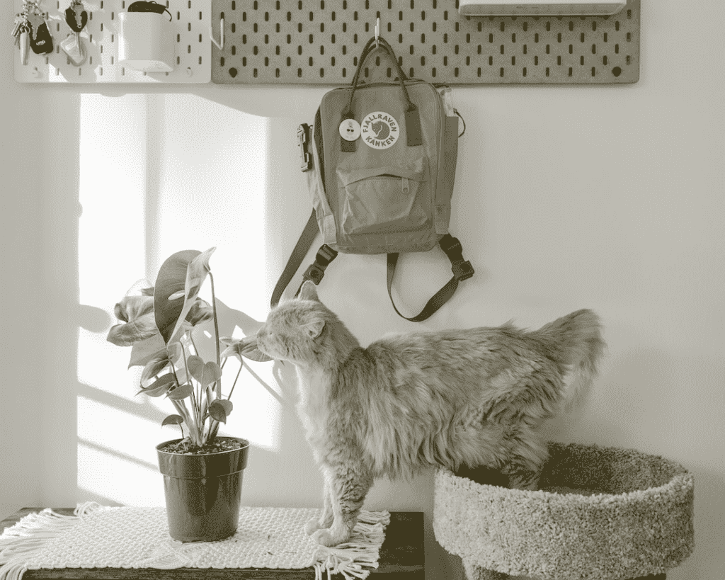 cat and emergency go bag