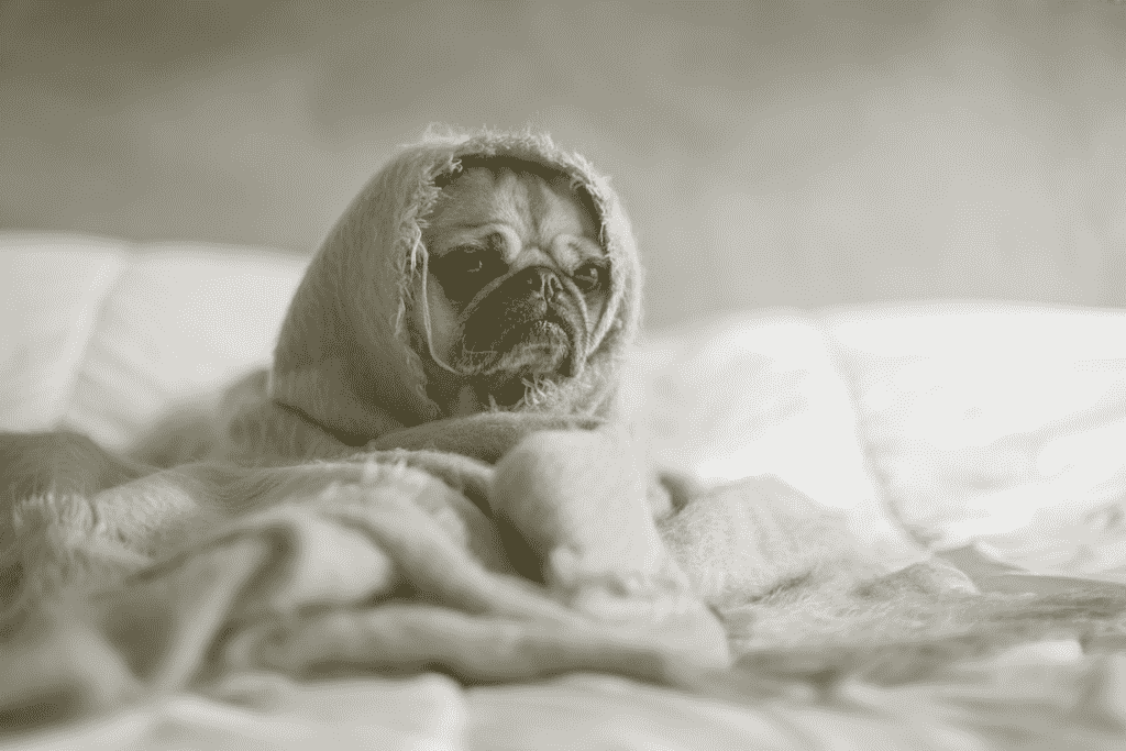 Pug wrapped in blanket
