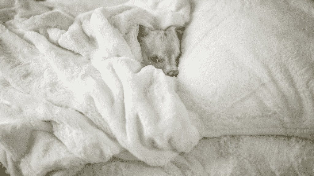 dog snuggling in bed