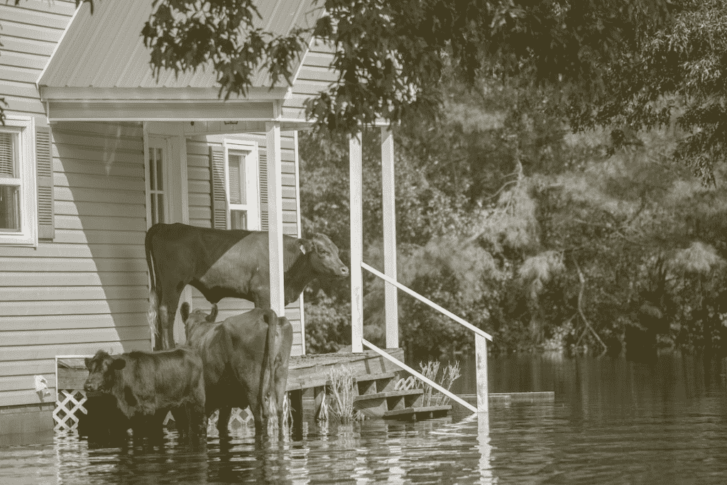 Cows in a flooded area, hurricane preparedness