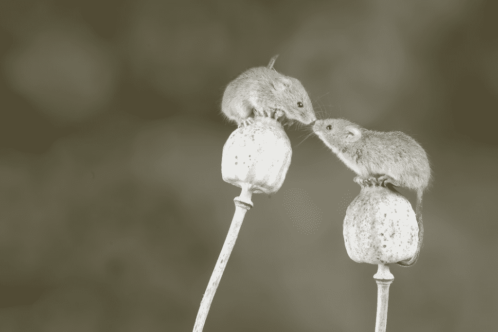 two mice on plants kissing