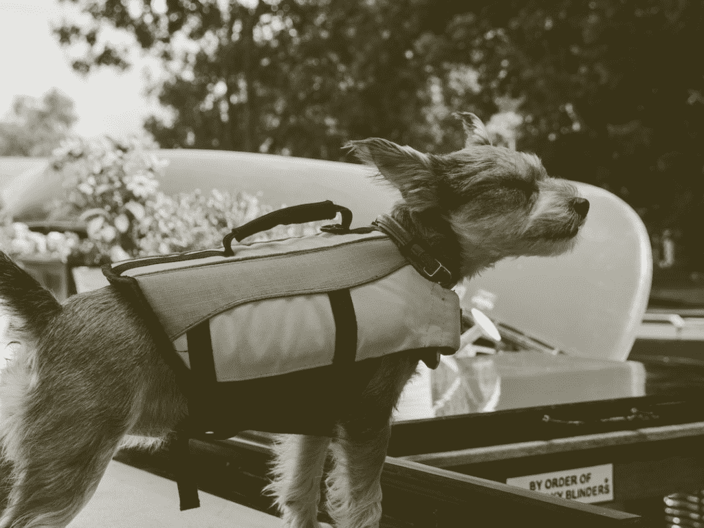 puppy life vest, how to prepare for a tsunami
