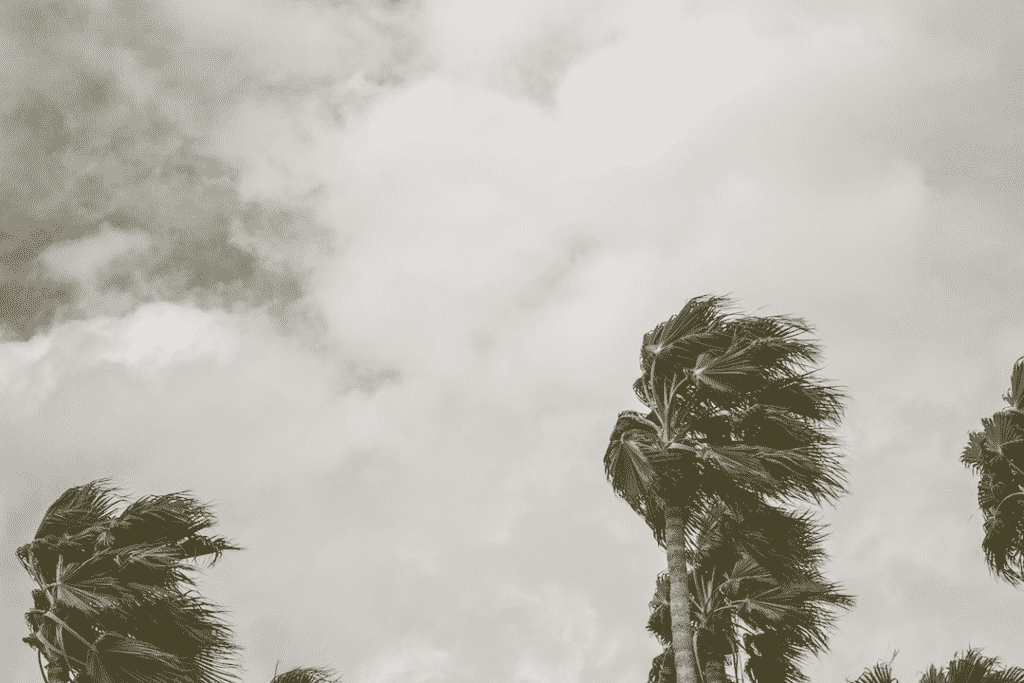 Palm trees in strong hurricane winds