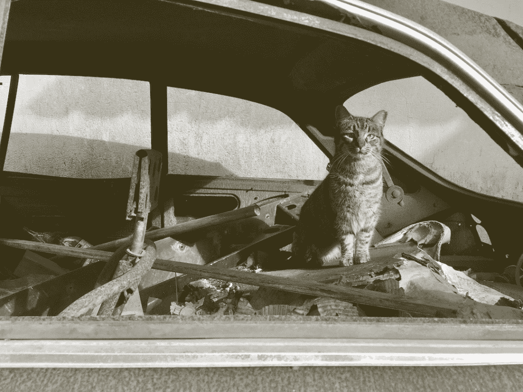 Cat perched on remnants of a car
