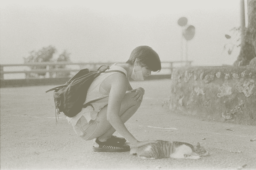 Person petting a cat