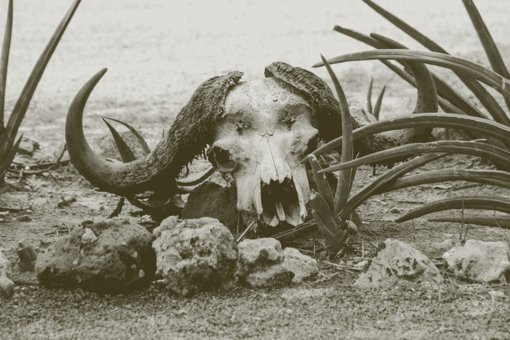 Animal skull in desert