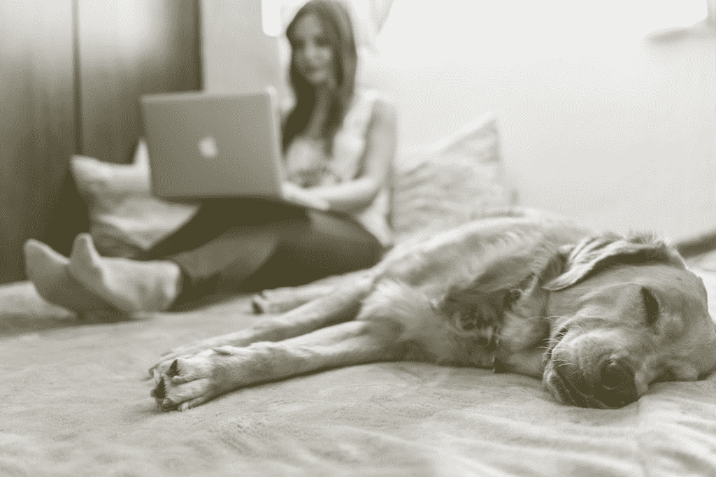 lazy dog and woman on laptop shopping for an air purifier