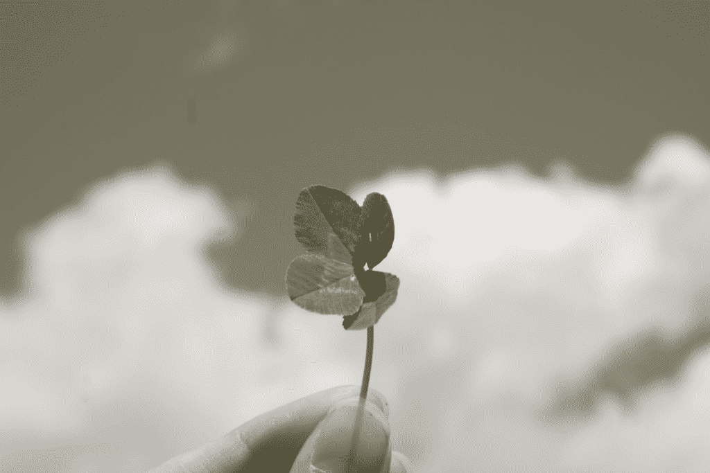 four leaf clover