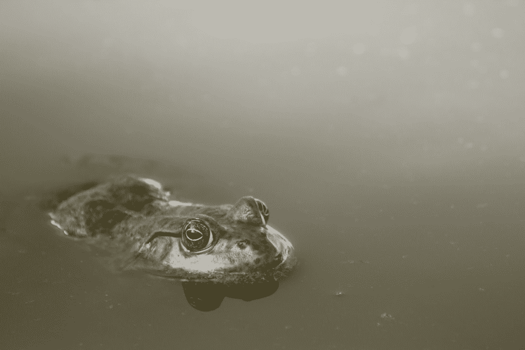 Frog in water