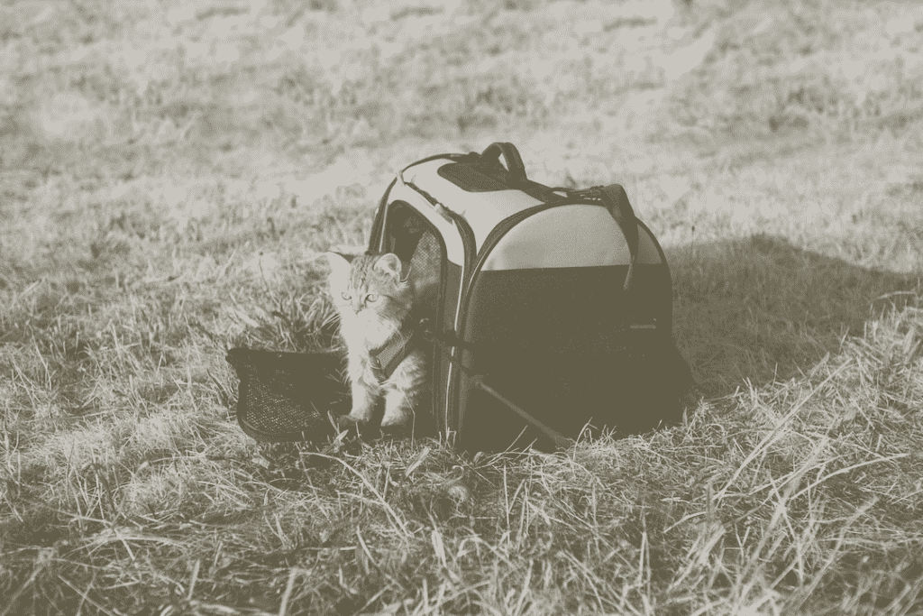 pet cat that should be included in zombie apocalypse prep