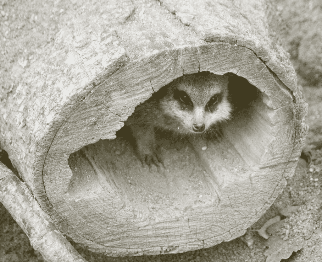 Raccoon hiding in log