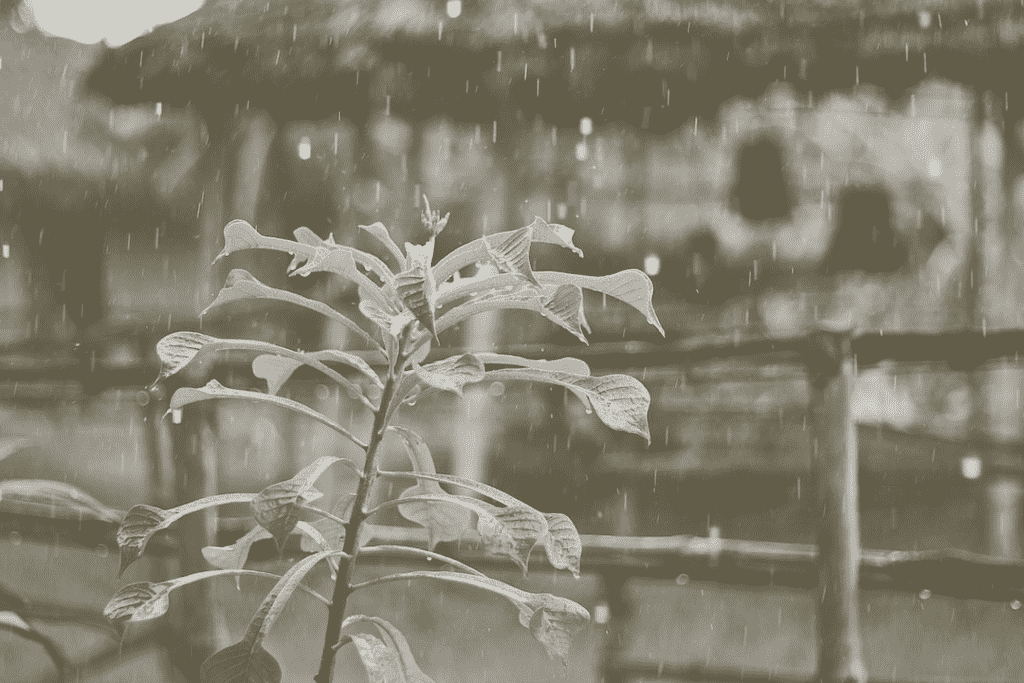 plant being watered by rain