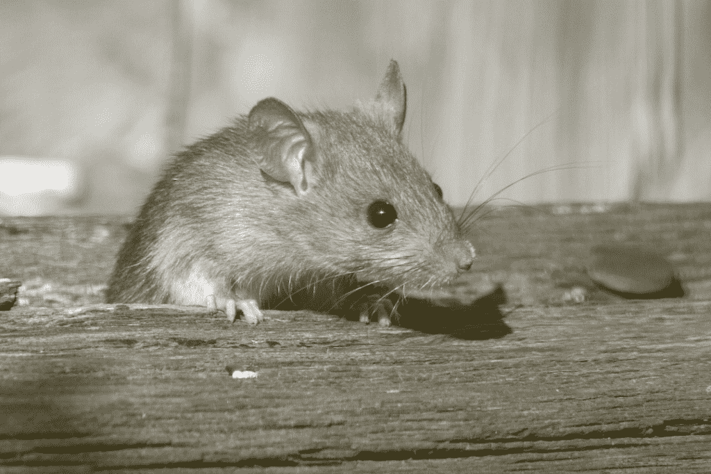 mouse