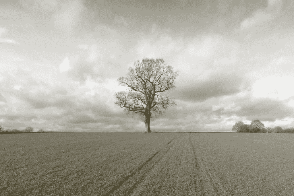 tree in an large field