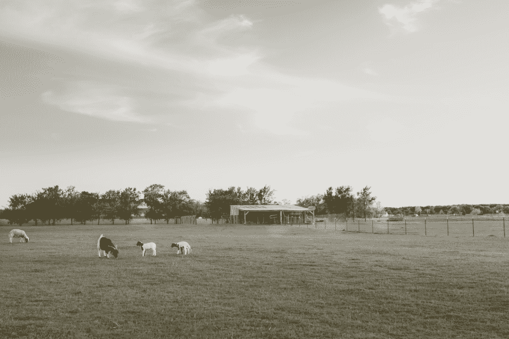 farm animals grazing in a rural field