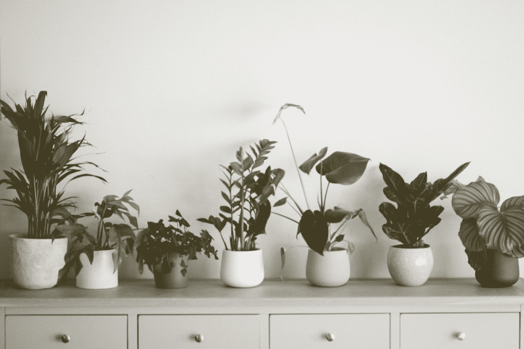 A collection of houseplants 