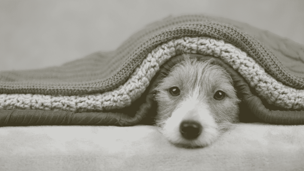 Dog under blanket